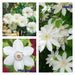 Clematis Elegant White  Mix , Early, Large-flowered Vine, - Caribbean garden seed