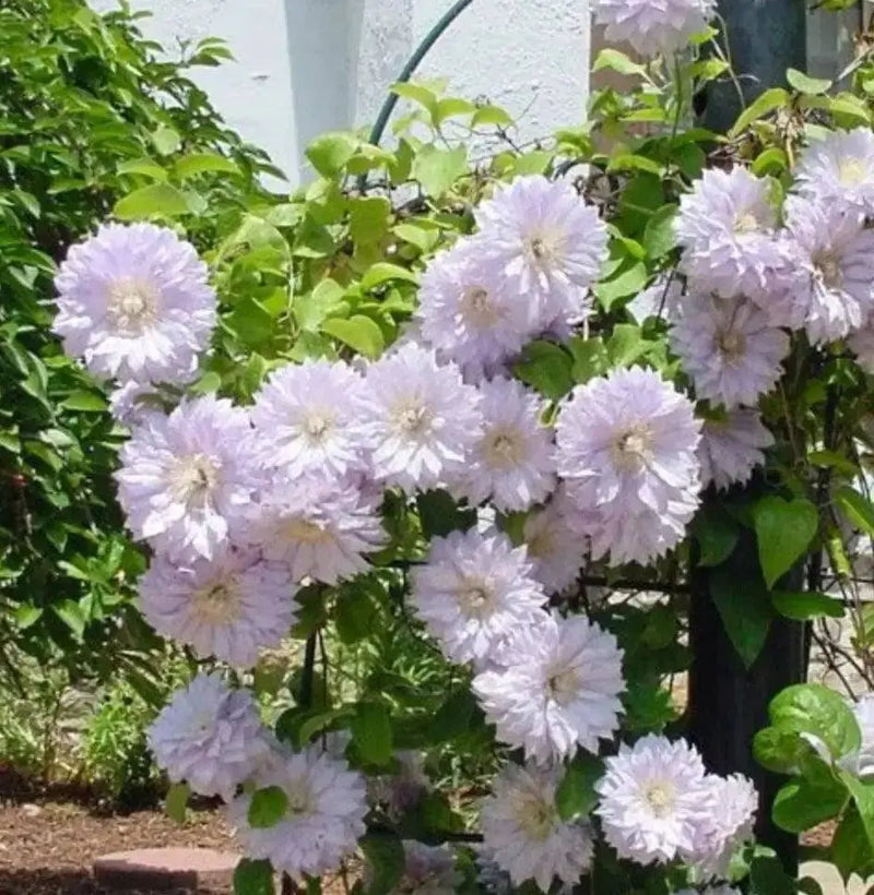 CLEMATIS Belle of Woking (STARTER PLANT) PENERIAL VINE - Caribbean garden seed