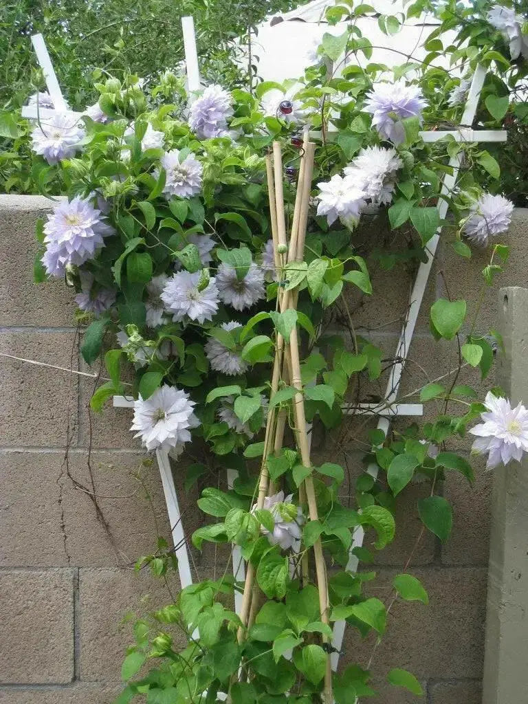 CLEMATIS Belle of Woking (STARTER PLANT) PENERIAL VINE - Caribbean garden seed