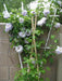 CLEMATIS Belle of Woking (STARTER PLANT) PENERIAL VINE - Caribbean garden seed