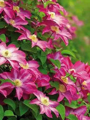 Clematis 'Pink Champagne', 2.5' POT Starter Plant, VINE - Caribbean garden seed