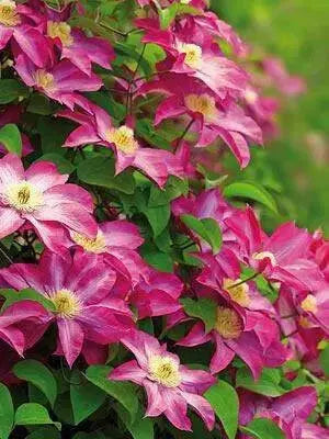 Clematis 'Pink Champagne', 2.5' POT Starter Plant, VINE - Caribbean garden seed