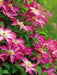 Clematis 'Pink Champagne', 2.5' POT Starter Plant, VINE - Caribbean garden seed