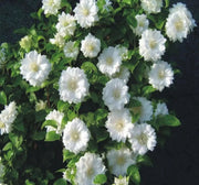 CLEMATIS Duchess of Edinburgh (STARTER PLANT) FLOWERS VINE - Caribbean garden seed