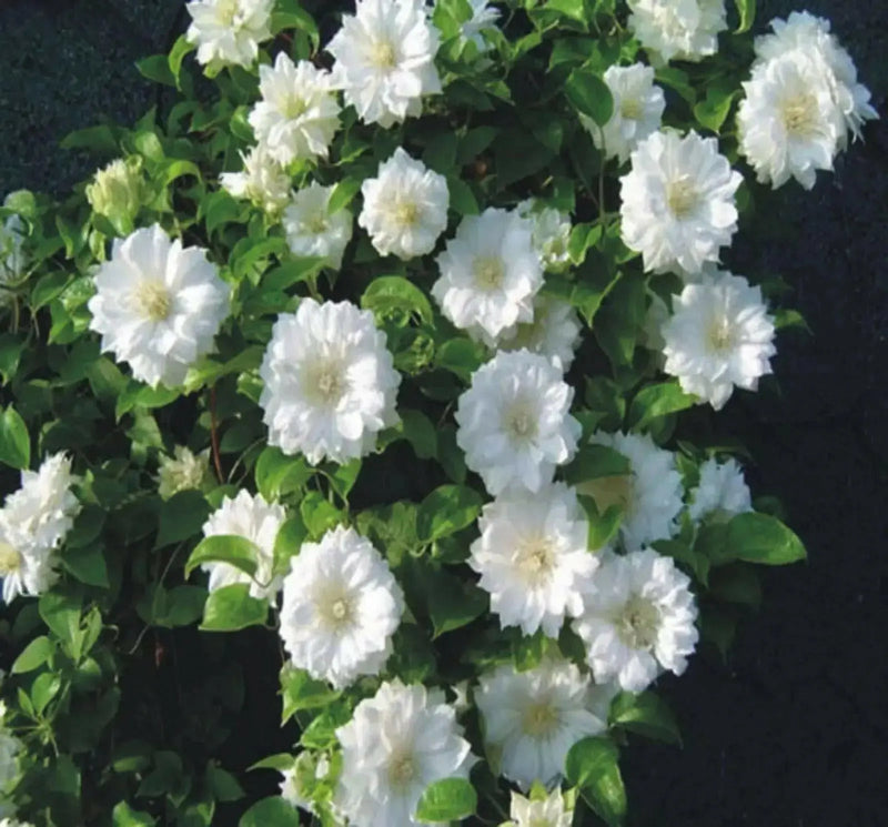 CLEMATIS Duchess of Edinburgh (STARTER PLANT) FLOWERS VINE - Caribbean garden seed