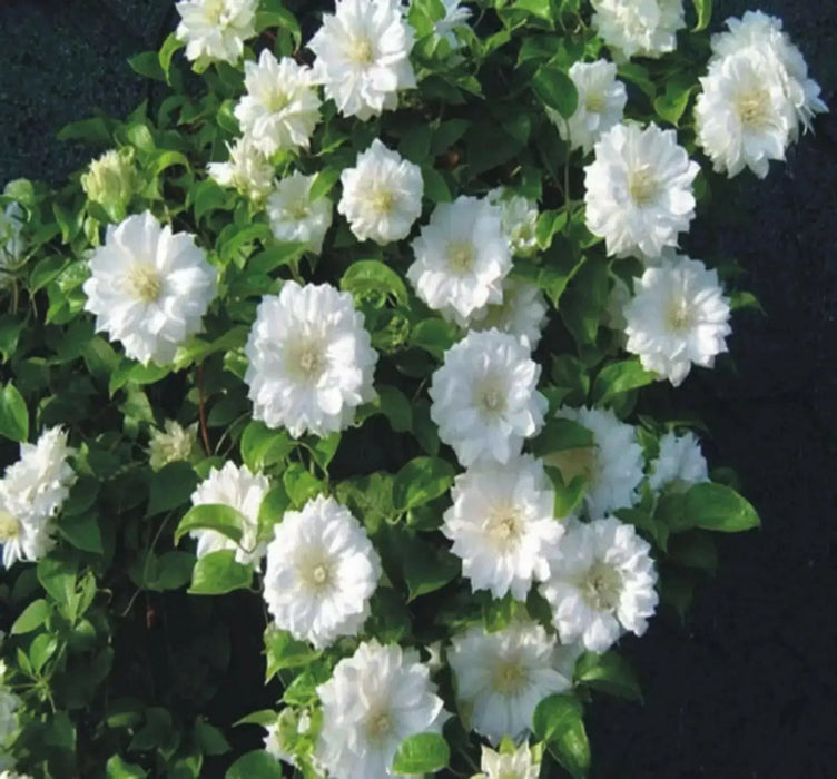 CLEMATIS Duchess of Edinburgh (STARTER PLANT) FLOWERS VINE - Caribbean garden seed