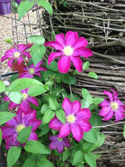 Clematis 'Pink Champagne', 2.5' POT Starter Plant, VINE - Caribbean garden seed