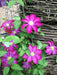 Clematis 'Pink Champagne', 2.5' POT Starter Plant, VINE - Caribbean garden seed