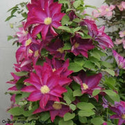 Clematis 'Pink Champagne', 2.5' POT Starter Plant, VINE - Caribbean garden seed