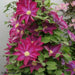 Clematis 'Pink Champagne', 2.5' POT Starter Plant, VINE - Caribbean garden seed