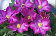 Clematis 'Pink Champagne', 2.5' POT Starter Plant, VINE - Caribbean garden seed