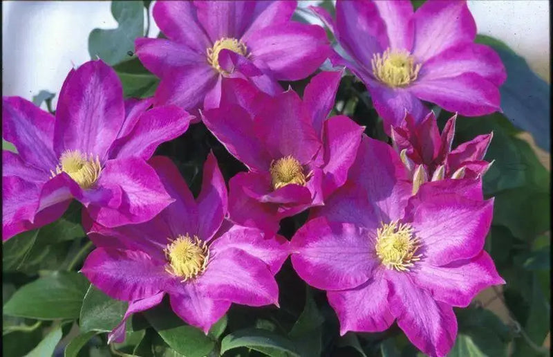 Clematis 'Pink Champagne', 2.5' POT Starter Plant, VINE - Caribbean garden seed