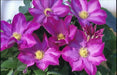Clematis 'Pink Champagne', 2.5' POT Starter Plant, VINE - Caribbean garden seed