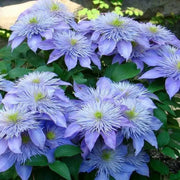Clematis crystal fountain- Starter Plant, PERENNIAL VINE - Caribbean garden seed