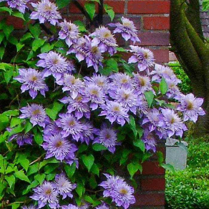 Clematis crystal fountain- Starter Plant, PERENNIAL VINE - Caribbean garden seed