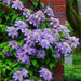 Clematis crystal fountain- Starter Plant, PERENNIAL VINE - Caribbean garden seed
