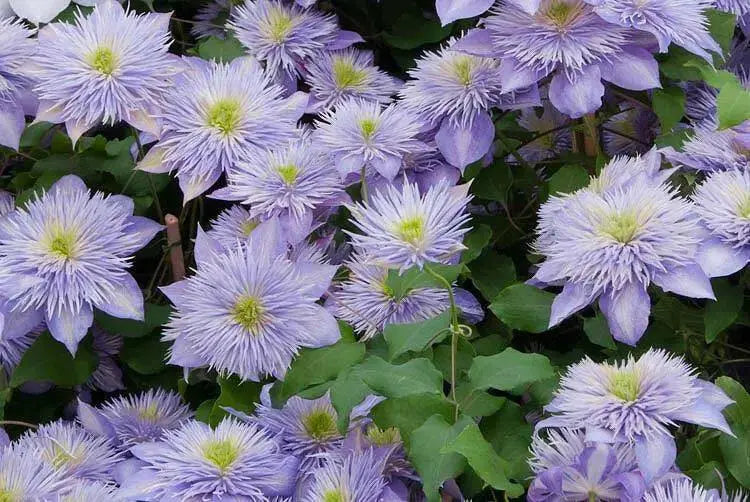 Clematis crystal fountain- Starter Plant, PERENNIAL VINE - Caribbean garden seed