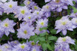 Clematis crystal fountain- Starter Plant, PERENNIAL VINE - Caribbean garden seed