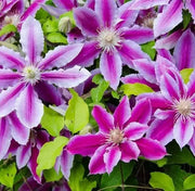 Clematis Dr Ruppel - Starter Plant ,PERENNIAL vine - Caribbean garden seed