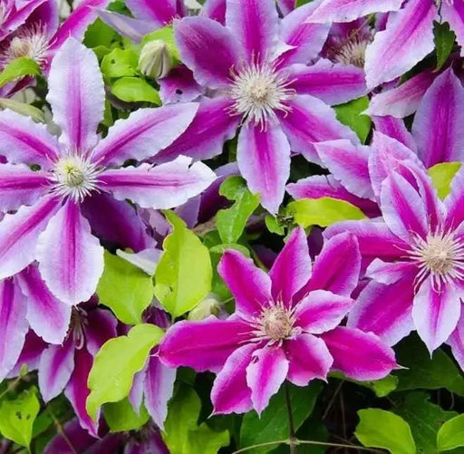 Clematis Dr Ruppel - Starter Plant ,PERENNIAL vine - Caribbean garden seed