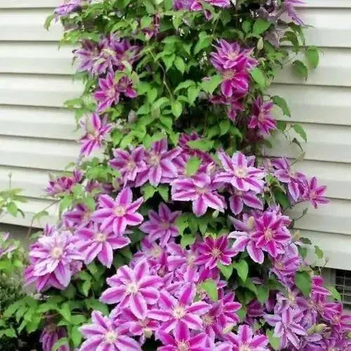 Clematis Dr Ruppel - Starter Plant ,PERENNIAL vine - Caribbean garden seed