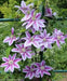 Clematis Dr Ruppel - Starter Plant ,PERENNIAL vine - Caribbean garden seed