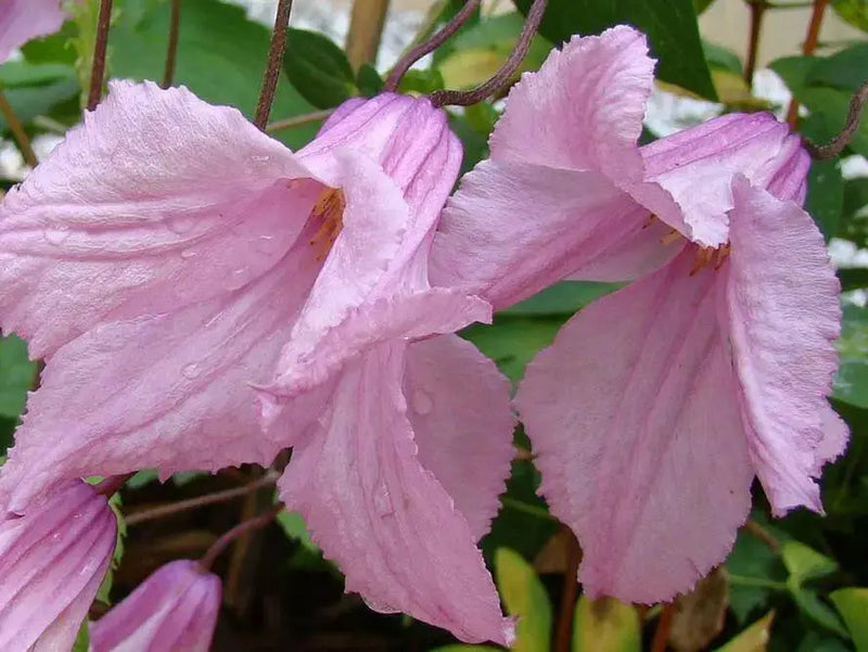 Clematis 'ALIONUSHKA'- Starter Live Plant - Caribbean garden seed