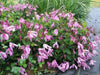 Clematis 'ALIONUSHKA'- Starter Live Plant - Caribbean garden seed