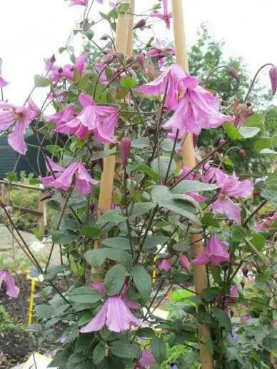 Clematis 'ALIONUSHKA'- Starter Live Plant - Caribbean garden seed