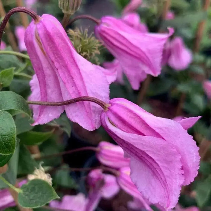Clematis 'ALIONUSHKA'- Starter Live Plant - Caribbean garden seed