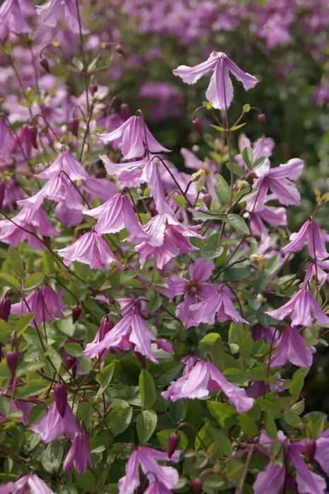 Clematis 'ALIONUSHKA'- Starter Live Plant - Caribbean garden seed