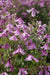 Clematis 'ALIONUSHKA'- Starter Live Plant - Caribbean garden seed