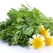 Chrysanthemum Greens SEED, ,Asian Vegetable ,microgreens - Caribbean garden seed