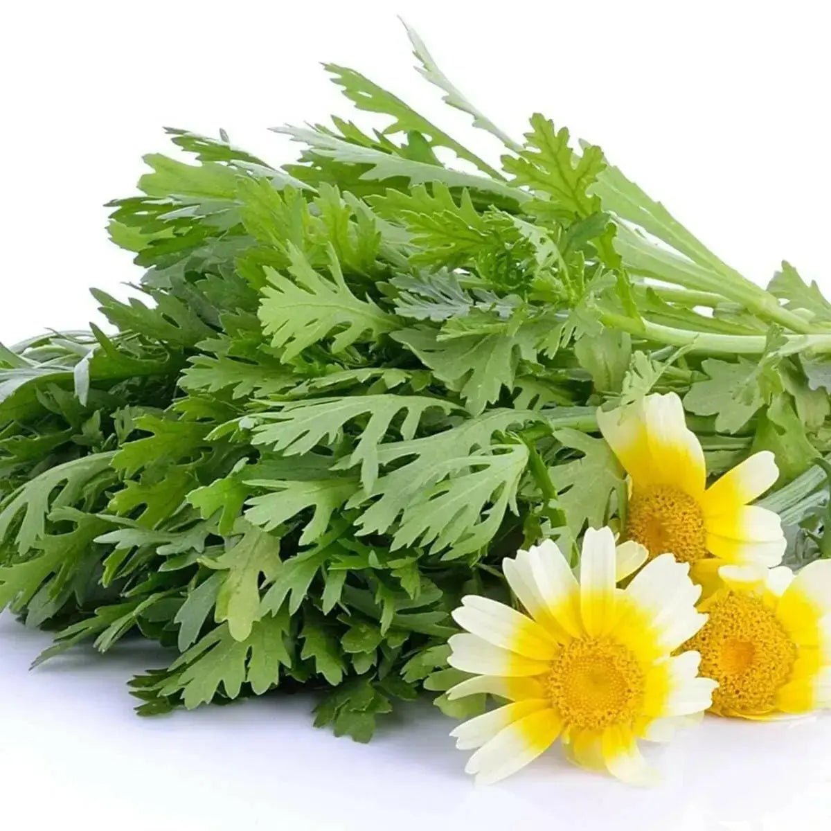 Chrysanthemum