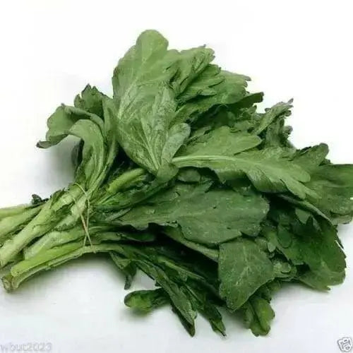 Chrysanthemum Greens SEED, ,Asian Vegetable ,microgreens - Caribbean garden seed