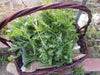 Chrysanthemum Greens SEED, ,Asian Vegetable ,microgreens - Caribbean garden seed
