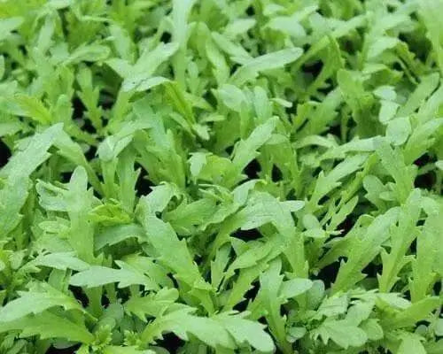 Chrysanthemum Greens SEED, ,Asian Vegetable ,microgreens - Caribbean garden seed