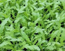 Chrysanthemum Greens SEED, ,Asian Vegetable ,microgreens - Caribbean garden seed