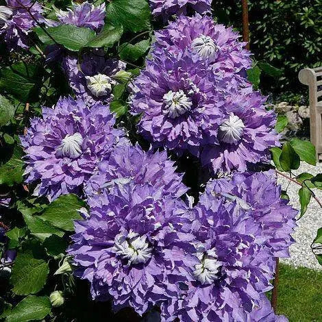 Clematis diamantina- 2.5' POT Starter Plant, PERENNIAL VINE - Caribbean garden seed