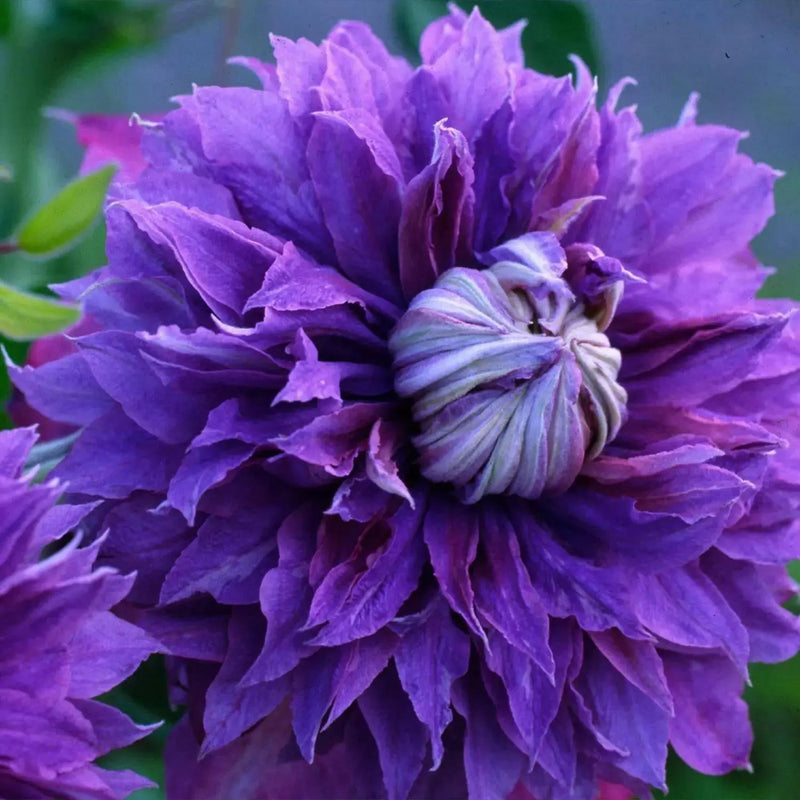 Clematis diamantina- 2.5' POT Starter Plant, PERENNIAL VINE - Caribbean garden seed