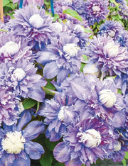 Clematis diamantina- 2.5' POT Starter Plant, PERENNIAL VINE - Caribbean garden seed