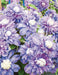 Clematis diamantina- 2.5' POT Starter Plant, PERENNIAL VINE - Caribbean garden seed