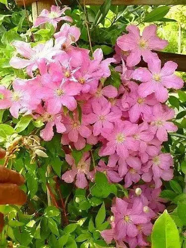 Clematis Comtesse de Bouchaud' FLOWERS VINE,Starter Plant - Caribbean garden seed