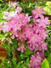 Clematis Comtesse de Bouchaud' FLOWERS VINE,Starter Plant - Caribbean garden seed