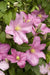 Clematis Comtesse de Bouchaud' FLOWERS VINE,Starter Plant - Caribbean garden seed
