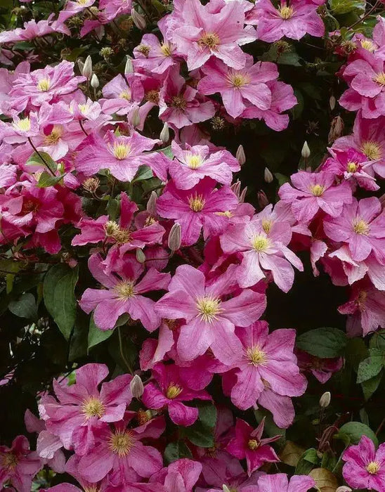 Clematis Comtesse de Bouchaud' FLOWERS VINE,Starter Plant - Caribbean garden seed