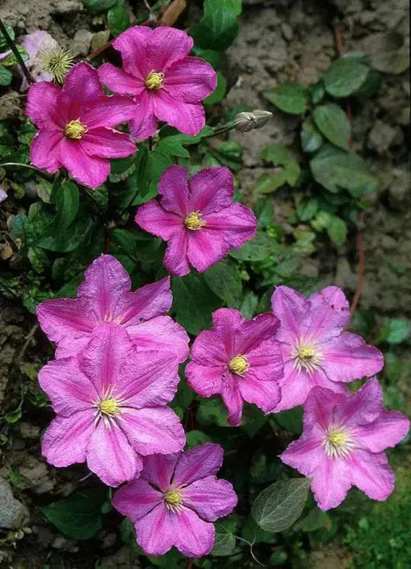 Clematis Comtesse de Bouchaud' FLOWERS VINE,Starter Plant - Caribbean garden seed