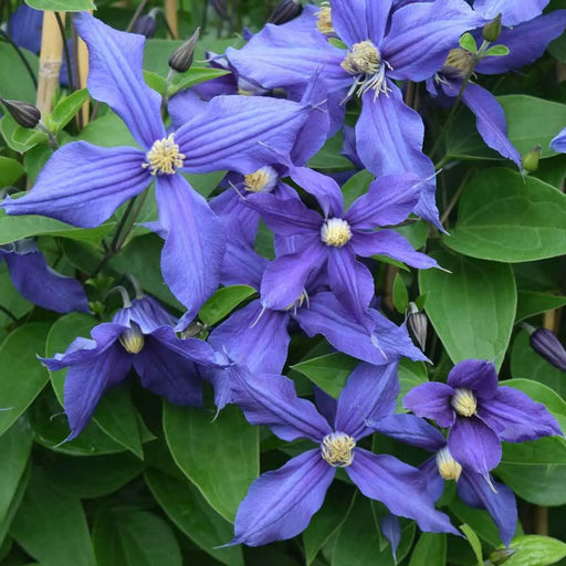 Clematis durandii- Starter Plant, NON CLIMBING FLOWERS - Caribbean garden seed