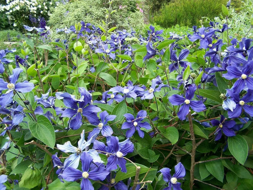 Clematis durandii- Starter Plant, NON CLIMBING FLOWERS - Caribbean garden seed