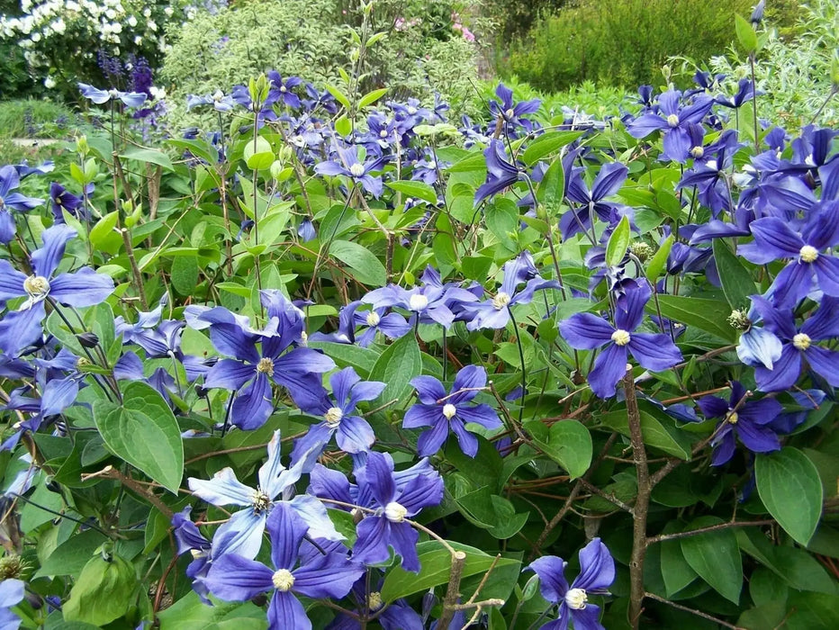 Clematis durandii- Starter Plant, NON CLIMBING FLOWERS - Caribbean garden seed